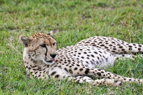 Wild Cheetah Resting