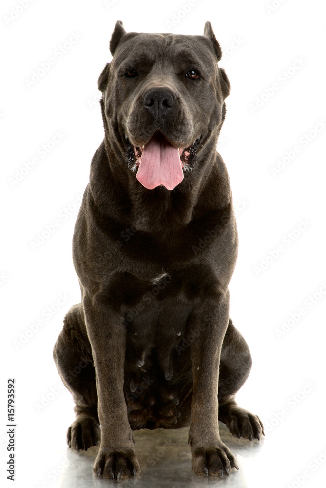 Fototapeta premium Cane Corso dog on white background