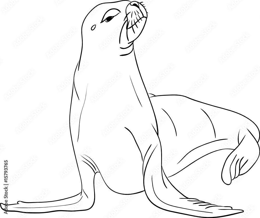 vector - sea-lion isolated on background vector - sea-lion isolated on background