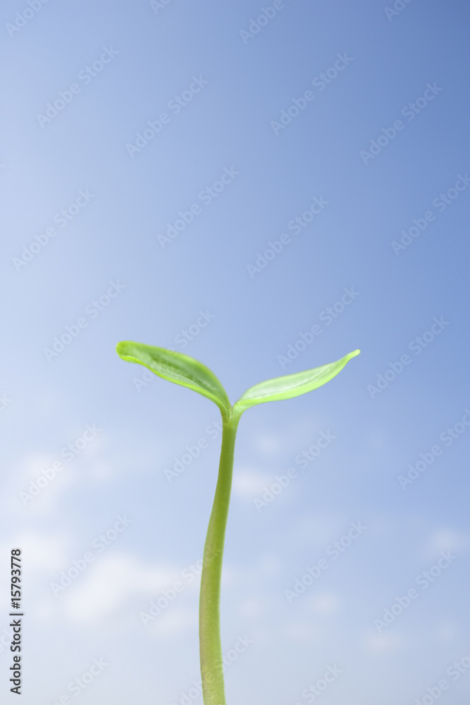 custom made wallpaper toronto digital新芽