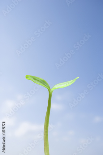 Wallpaper Mural 新芽 Torontodigital.ca