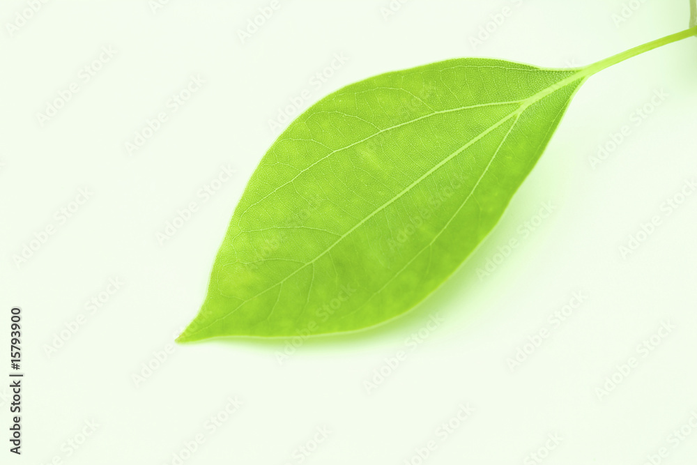 Obraz premium 葉っぱ