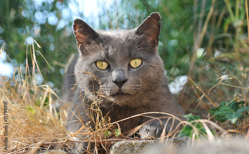 Obraz na plátne chartreux cat