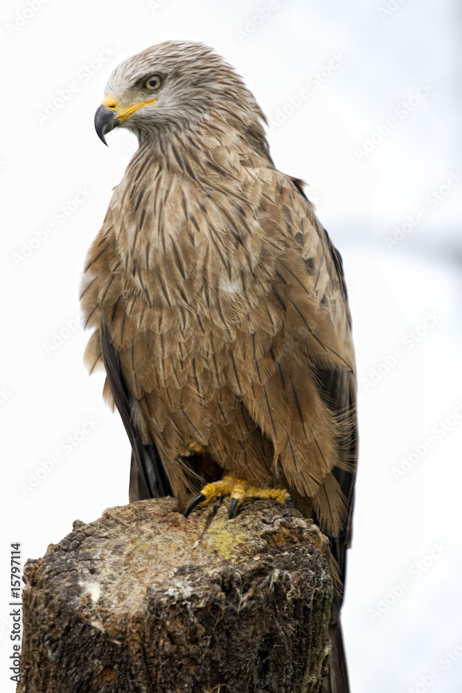 eagle