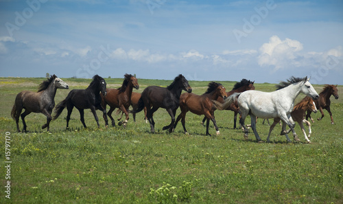 Horses Running / blue sky and green grass