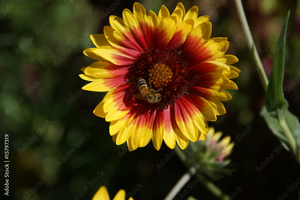 bee bee
