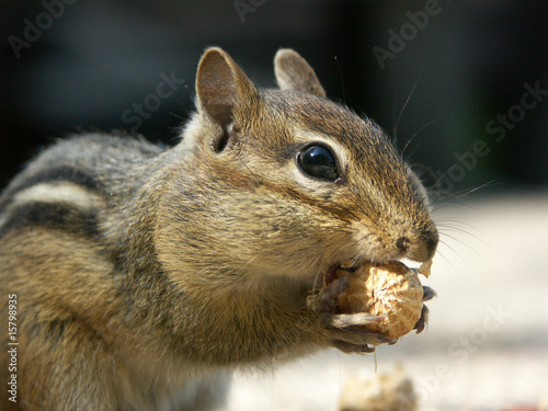 Chipmunk frisst Erdnuss