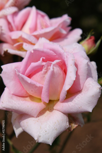 Photos rose, blume