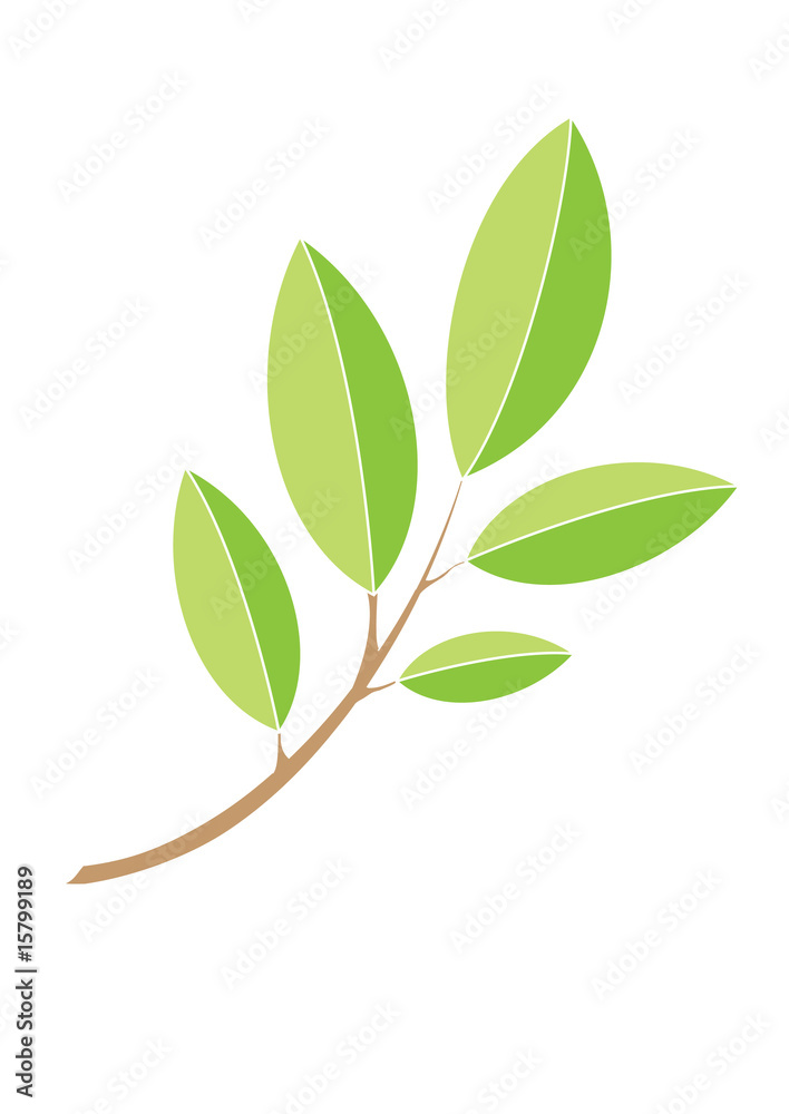 Fototapeta premium green branch