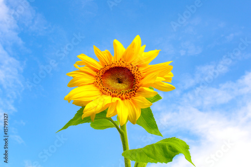 Beautiful vivid sunflower