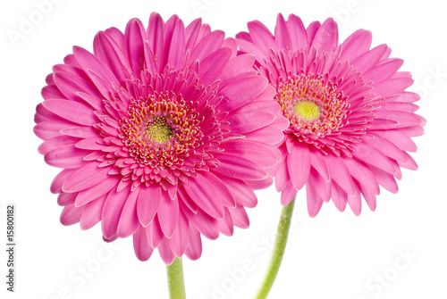 Pink Gerbera Isolated on White
