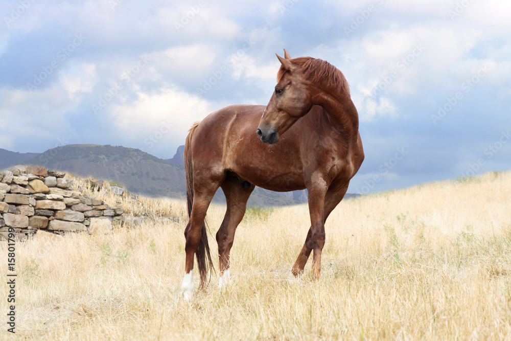 Horse Horse