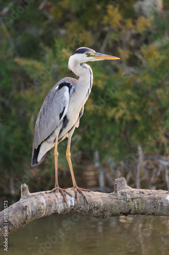 Adult Gray Heron waiting for fish from a branch
