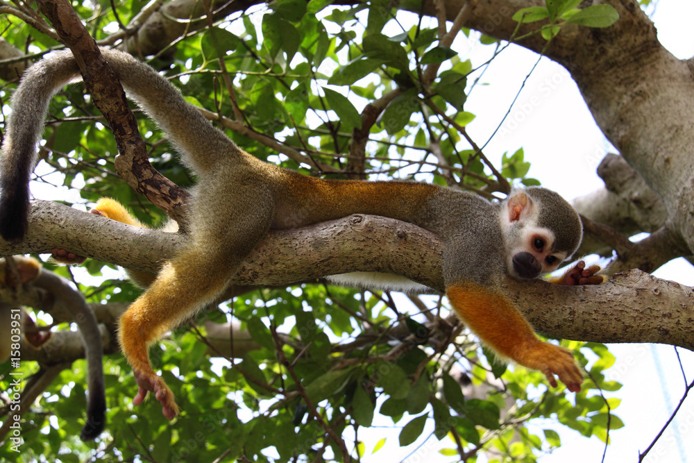 Naklejka premium リスザルの休憩