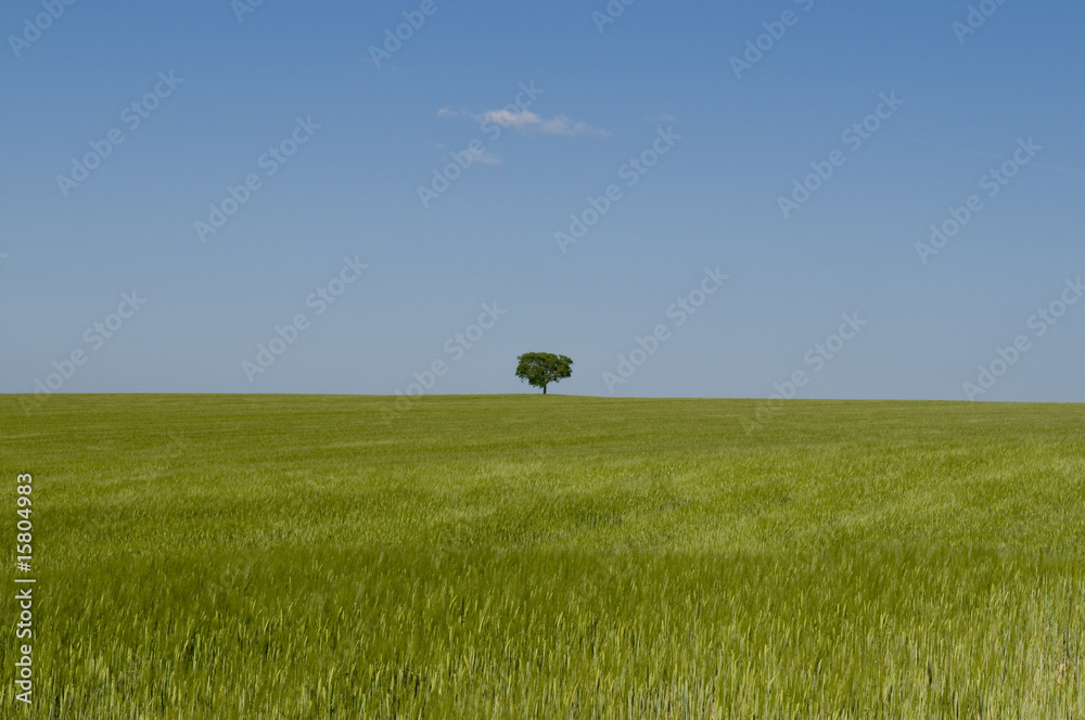 Arbre et champ 3826 Arbre et champ 3826