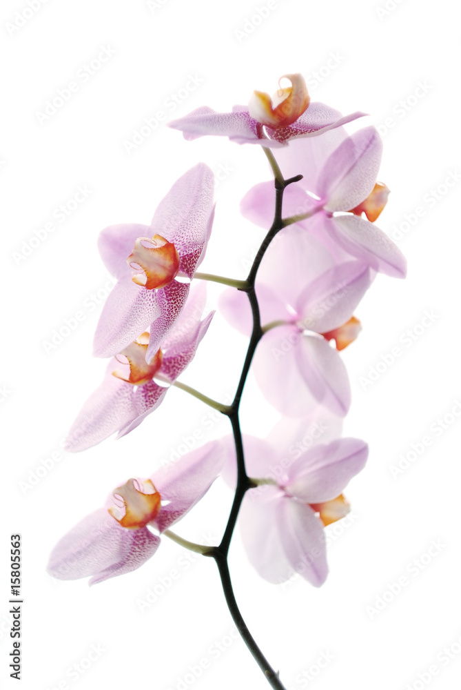 Pink spotted orchids isolated on white background
