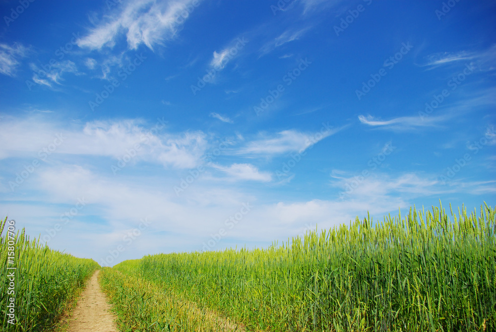 field field