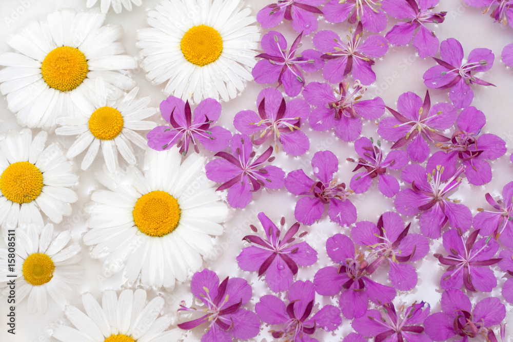 Daisywheels and violet flower Daisywheels and violet flower