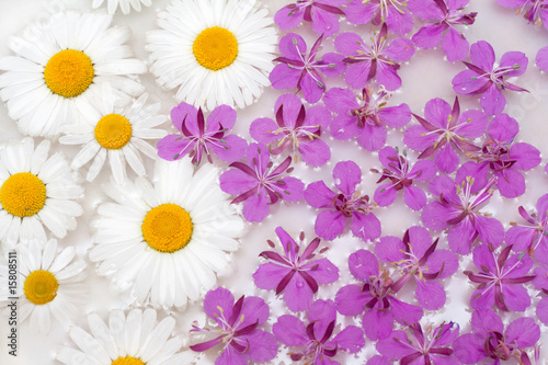 Billede på lærred Daisywheels and violet flower