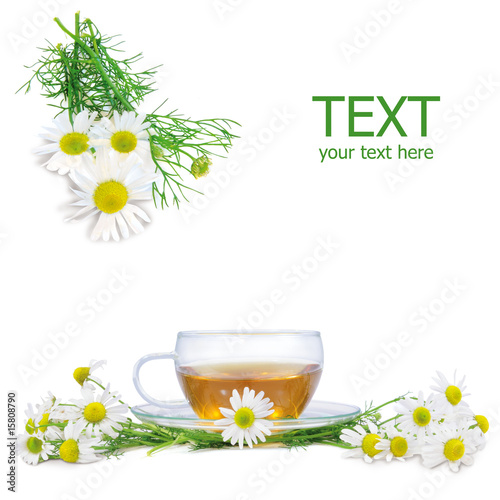 fresh camomile tea