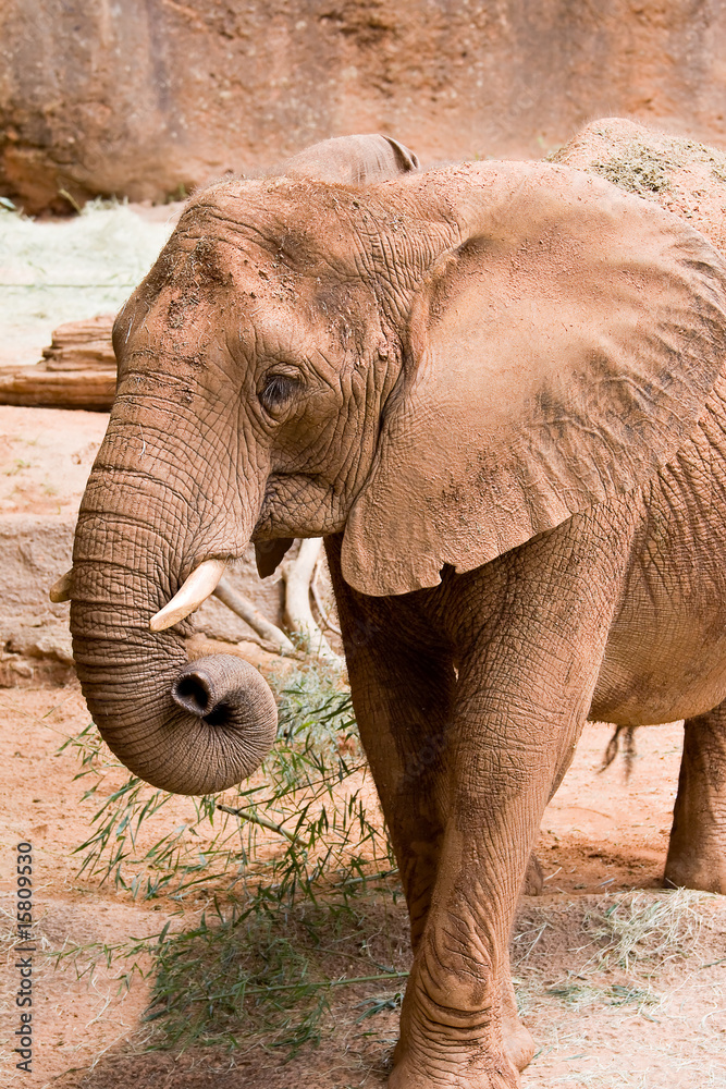 Naklejka premium African Elephant