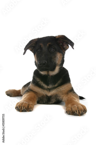 cute black and tan puppy on floor with head up