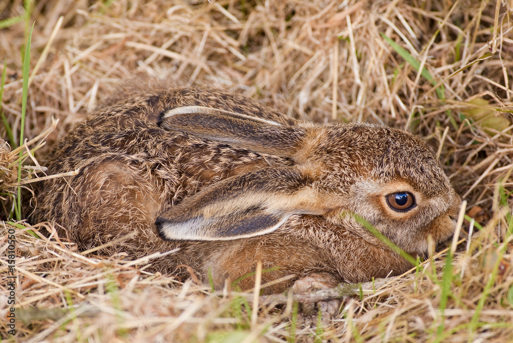 Brown Hare (Leveret) in it's form Brown Hare (Leveret) in it's form