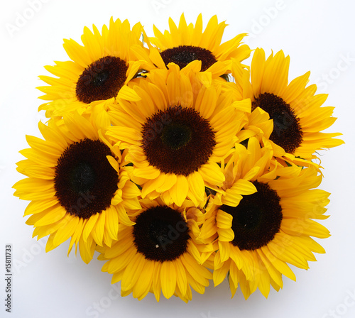 Obraz na plátně blume-011