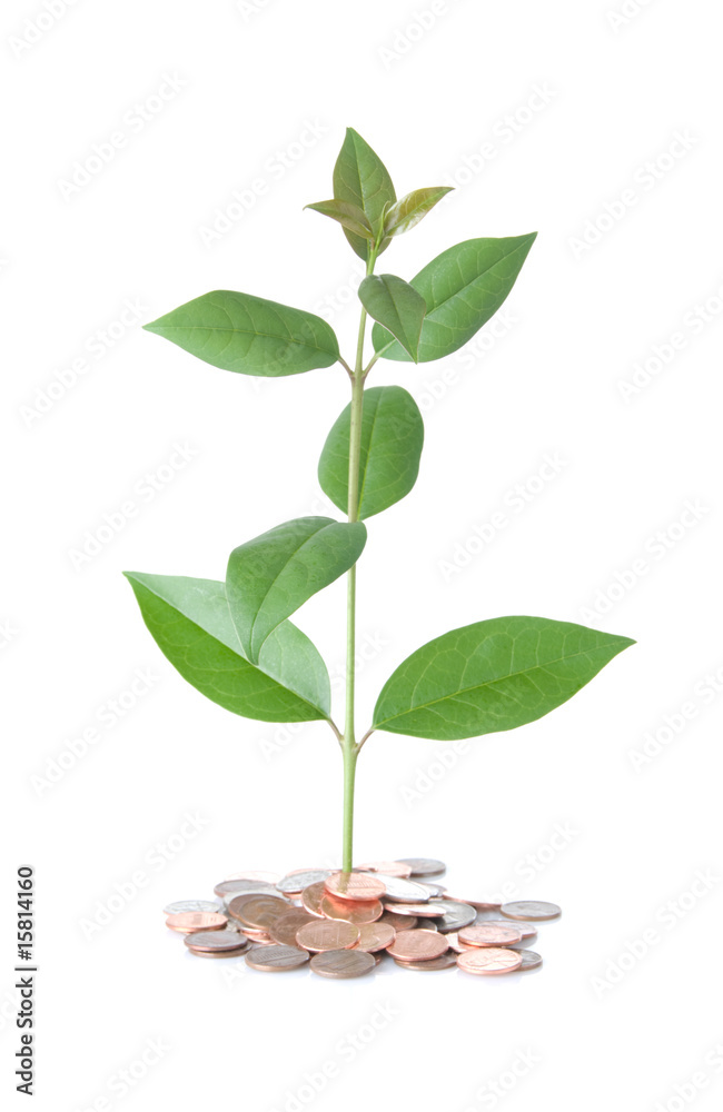Money Tree