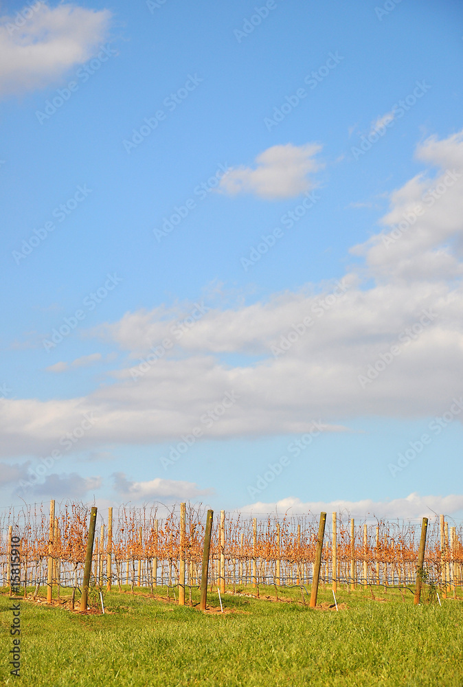 Fototapeta premium Vibrant Vineyard