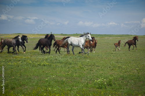 Horses Running   blue sky and green grass