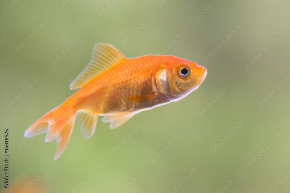 金魚 金魚