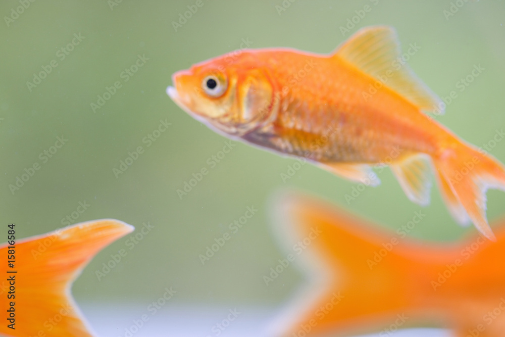 金魚 金魚