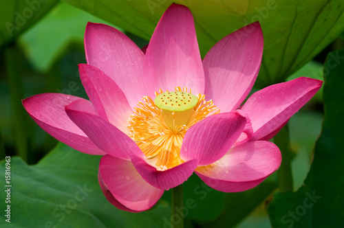 Lotus flower photo