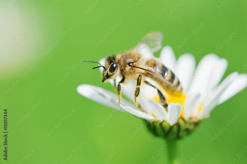 bee