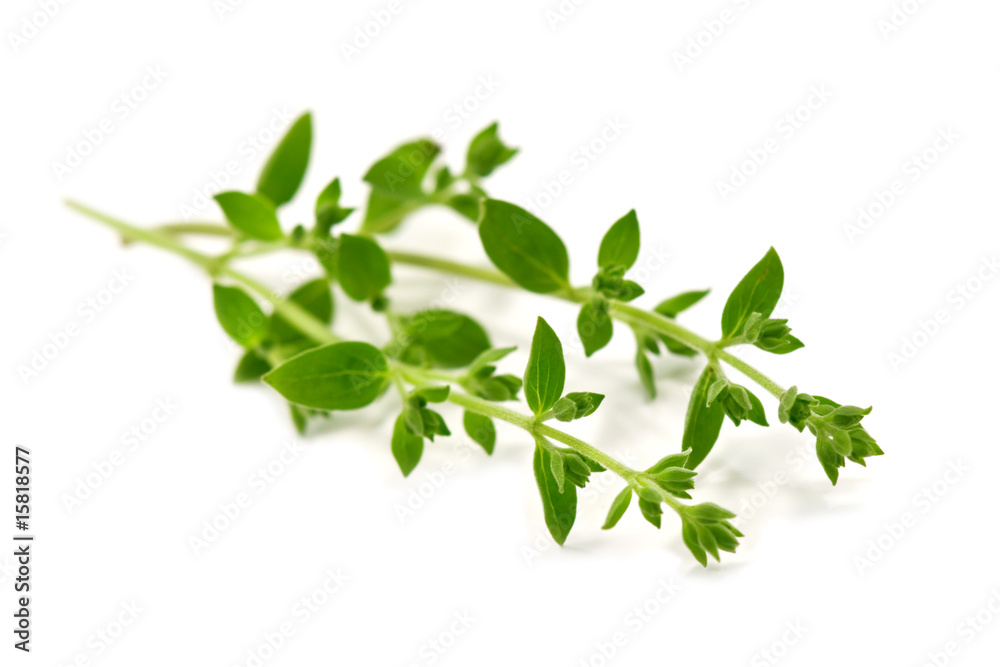 Fototapeta premium Oregano