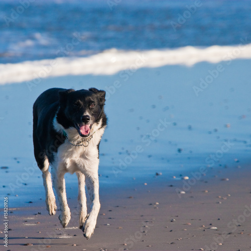 Young dog running on the beach