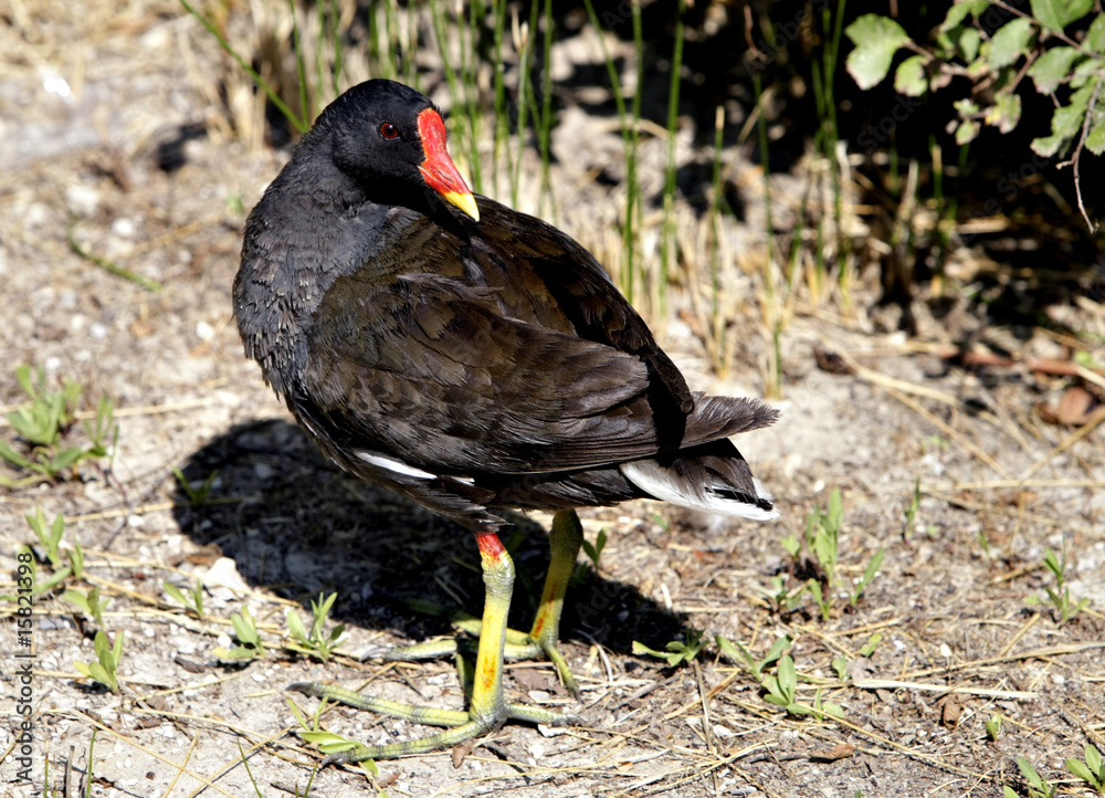 Gallinella d'acqua, gallinula chloropus
