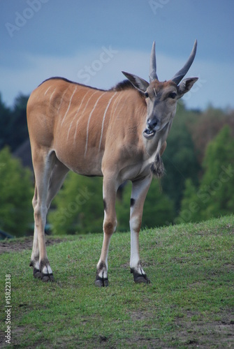 Oryx © Dirk Bösel
