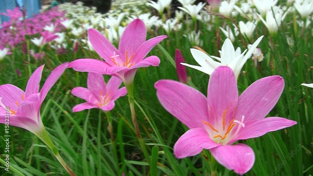 fleurs