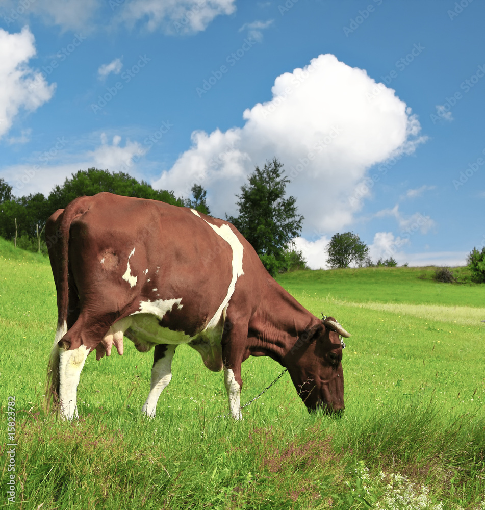 Cow on the field Cow on the field