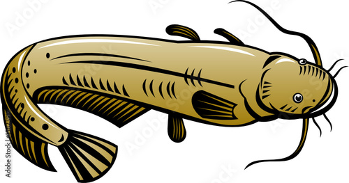 Catfish