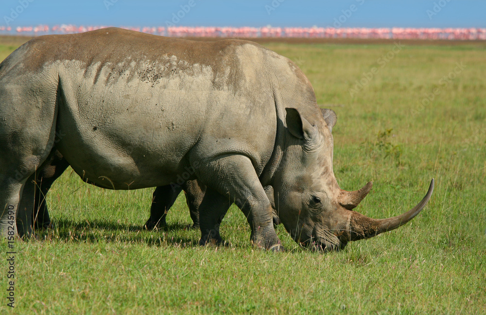 Fototapeta premium Rhinoceros in the wild