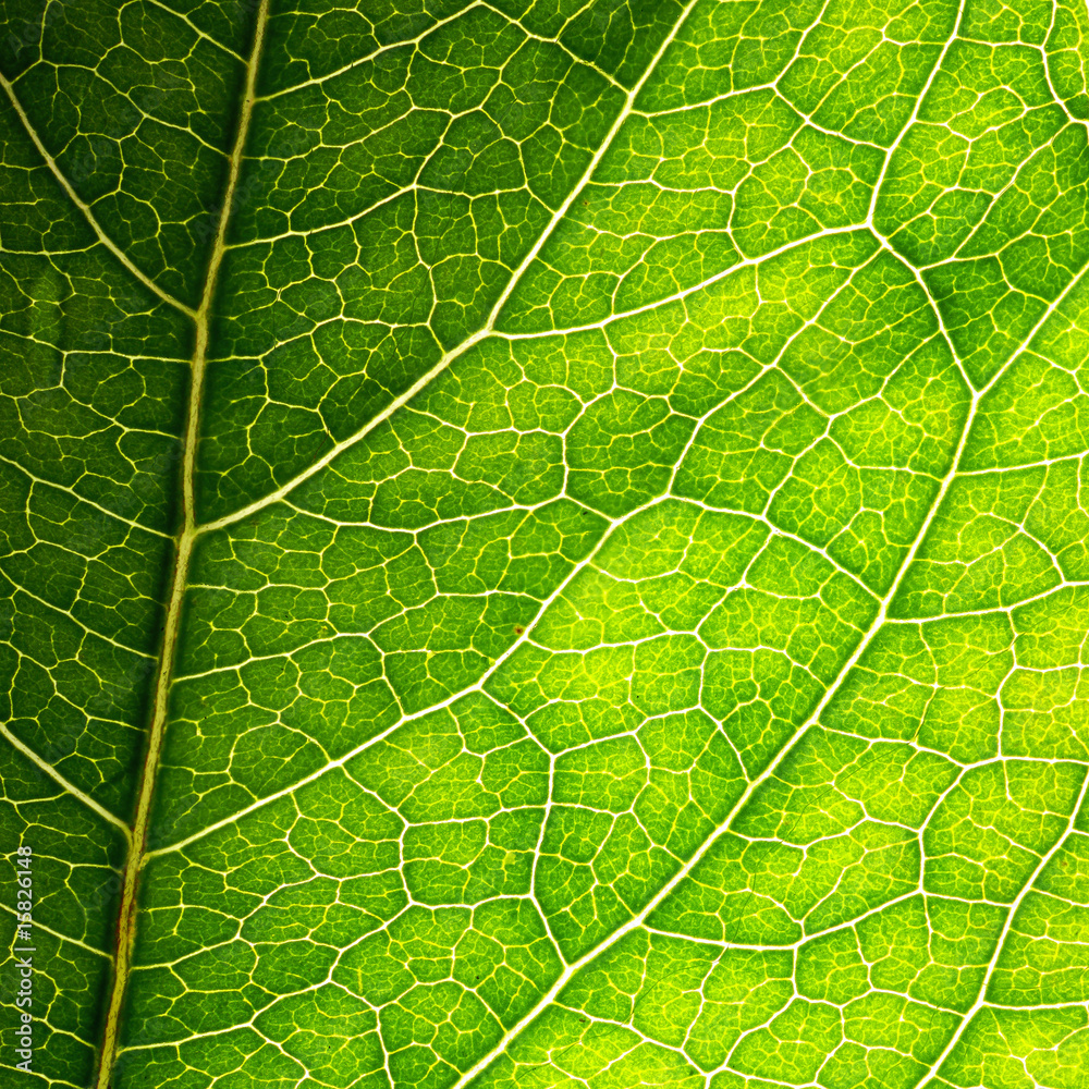 green leaf texture green leaf texture