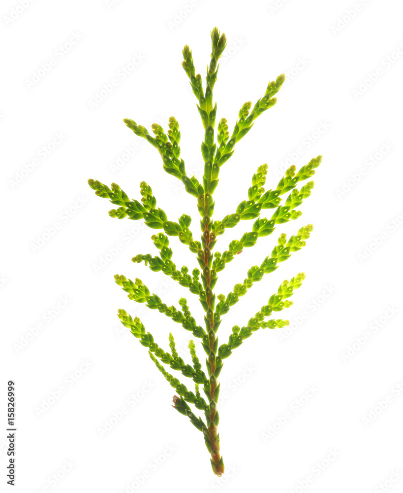 green twig isolated on white green twig isolated on white