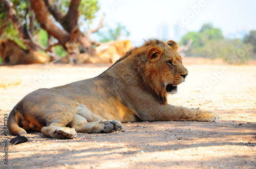 Lion