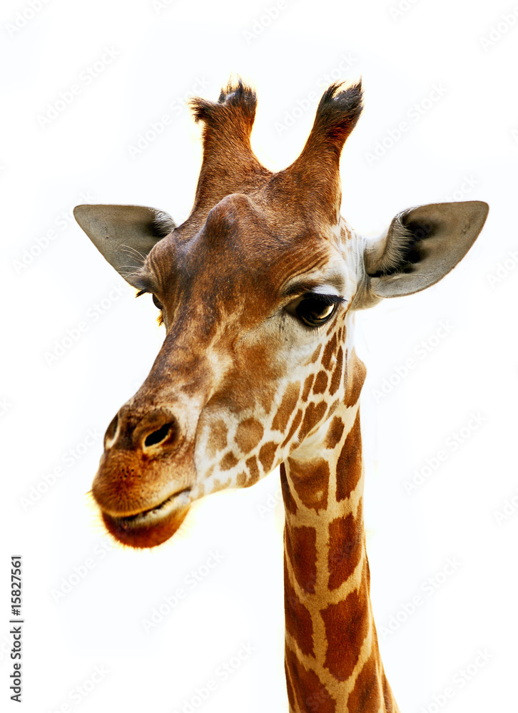 Obraz premium tête de girafon