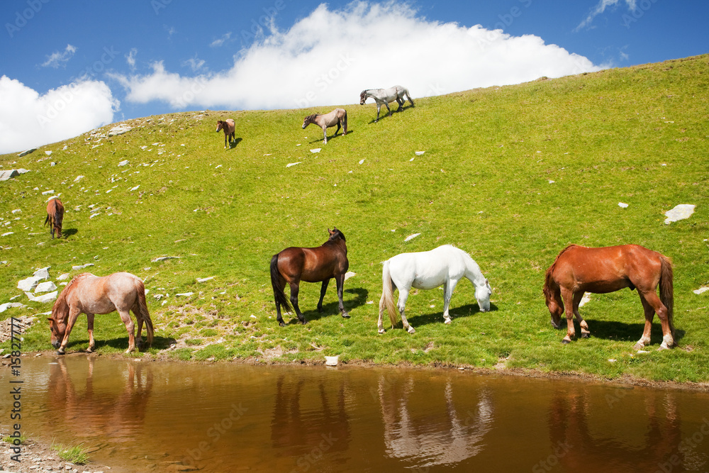 Horses near a pond in mountains