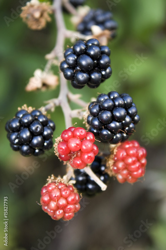blackberrys