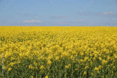 Rapsfeld